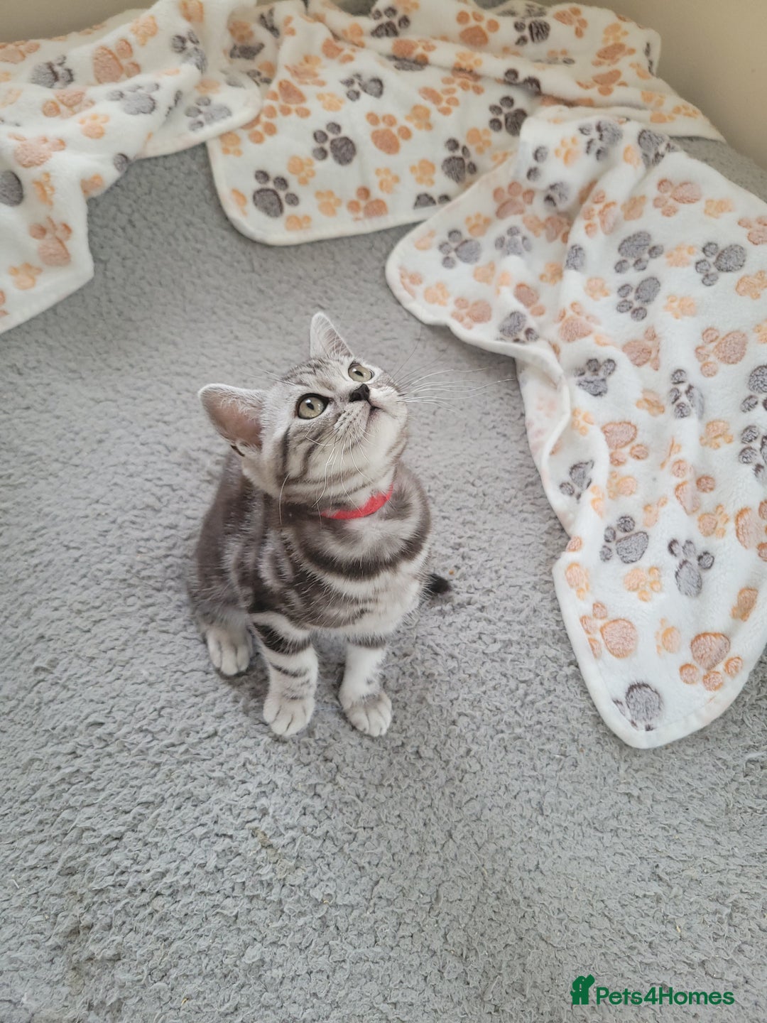 British Shorthair cats for sale: Ready to collect, Silver Tabby last 2 discounted in Rochester - Image 3