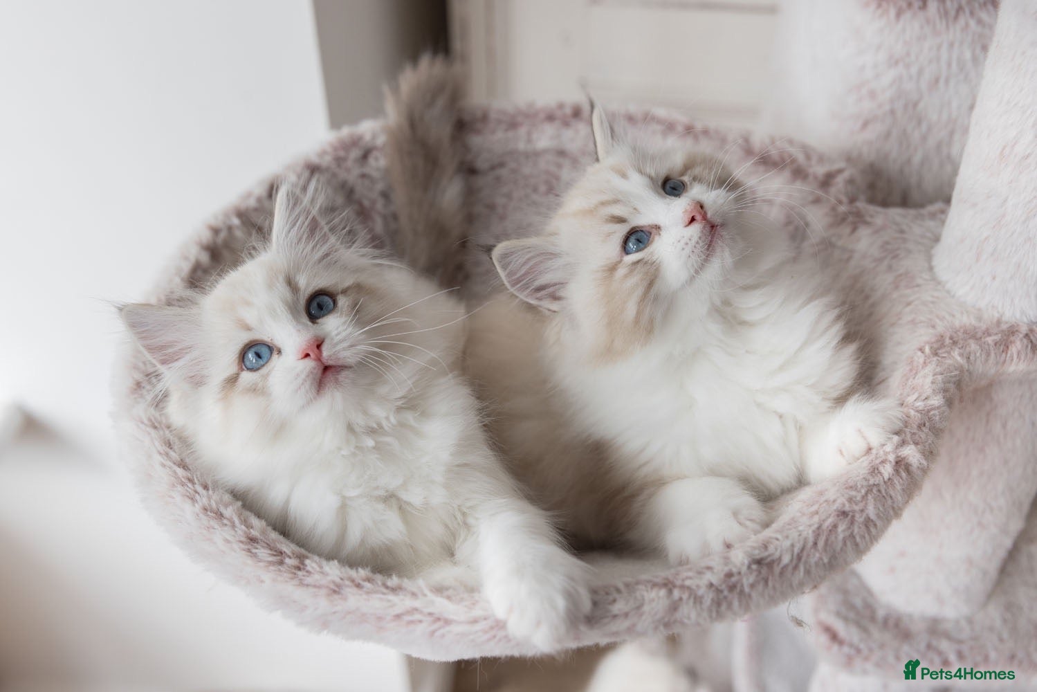 Ragdoll cats READY NOW Bicolour Lynx Ragdoll kittens - Advert 1