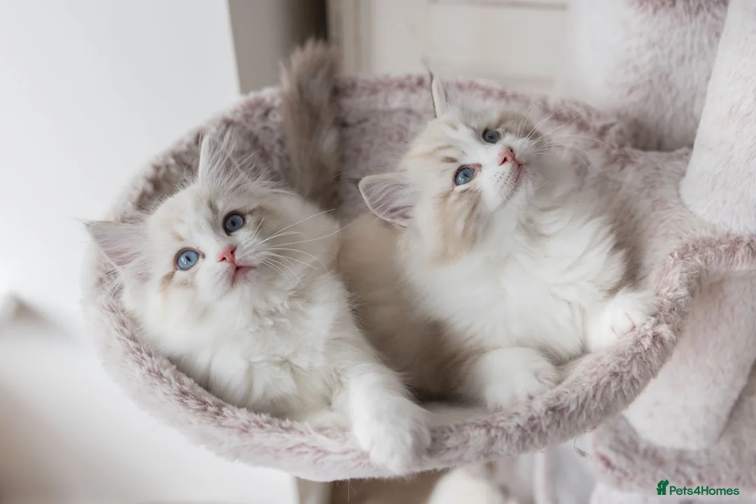Ragdoll cats for sale: READY NOW Bicolour Lynx Ragdoll kittens - Advert 1