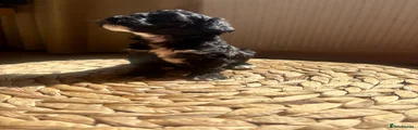 Lhasapoo 4