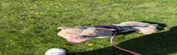 American Bully dogs for sale: Pocket Bully looking for loving home - Advert 11