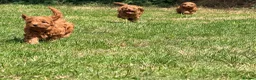 Cavapoo dogs for sale: Extensively health tested Toy F1 Cavapoo puppies - Advert 19