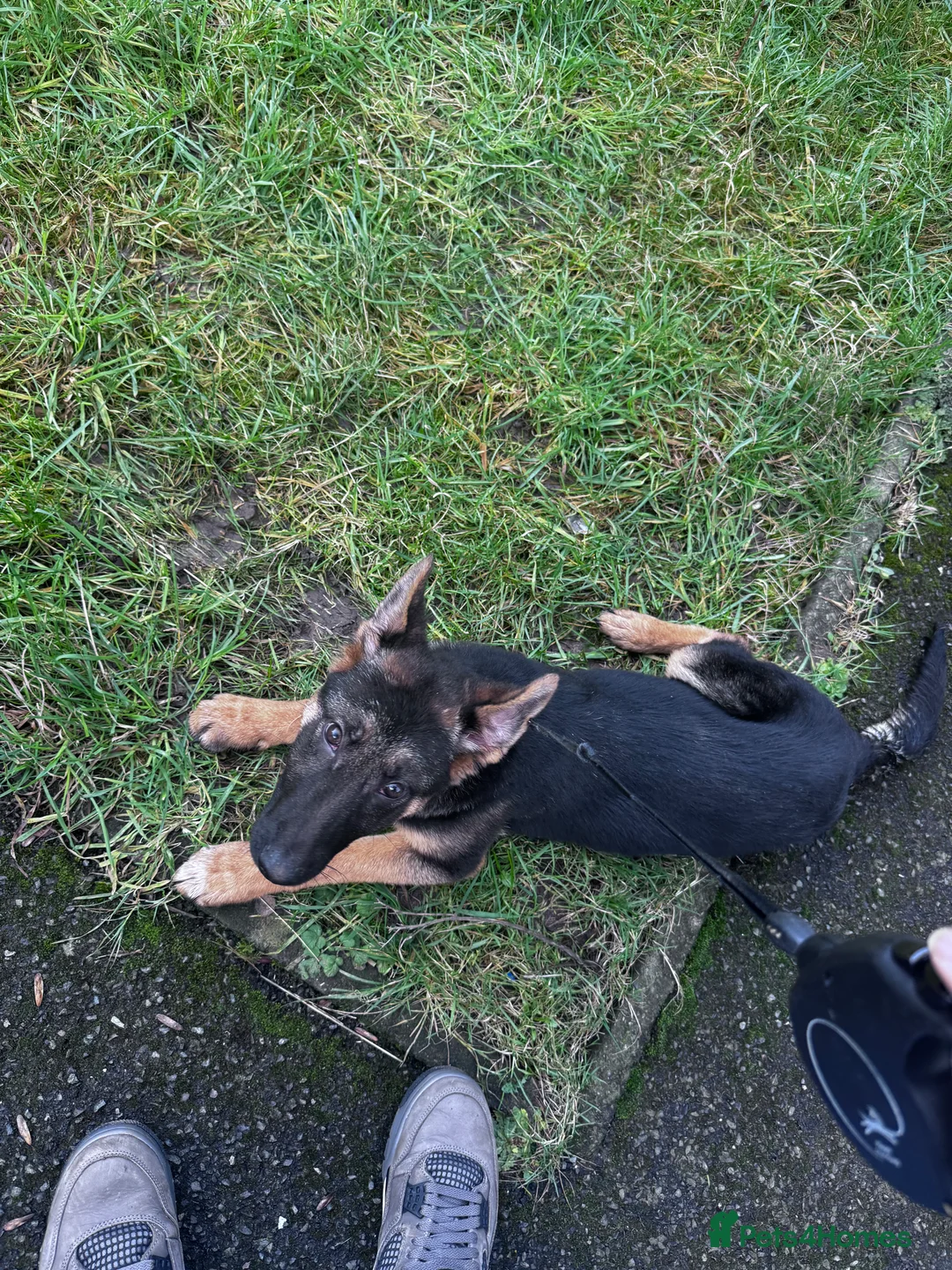 German Shepherd dogs for sale: Adorable German shepherd female 16weeks old!! - Advert 7