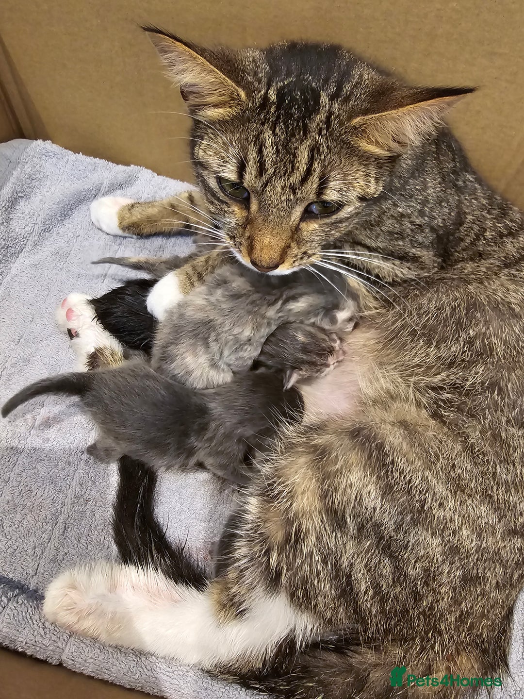 Mixed Breed cats for sale: 5 beautiful kittens looking for their forever home - Image 24