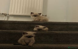 Siamese cats for sale: 3 kittens and one older cat  - Image 2