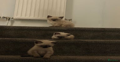 Siamese cats - Advert 2
