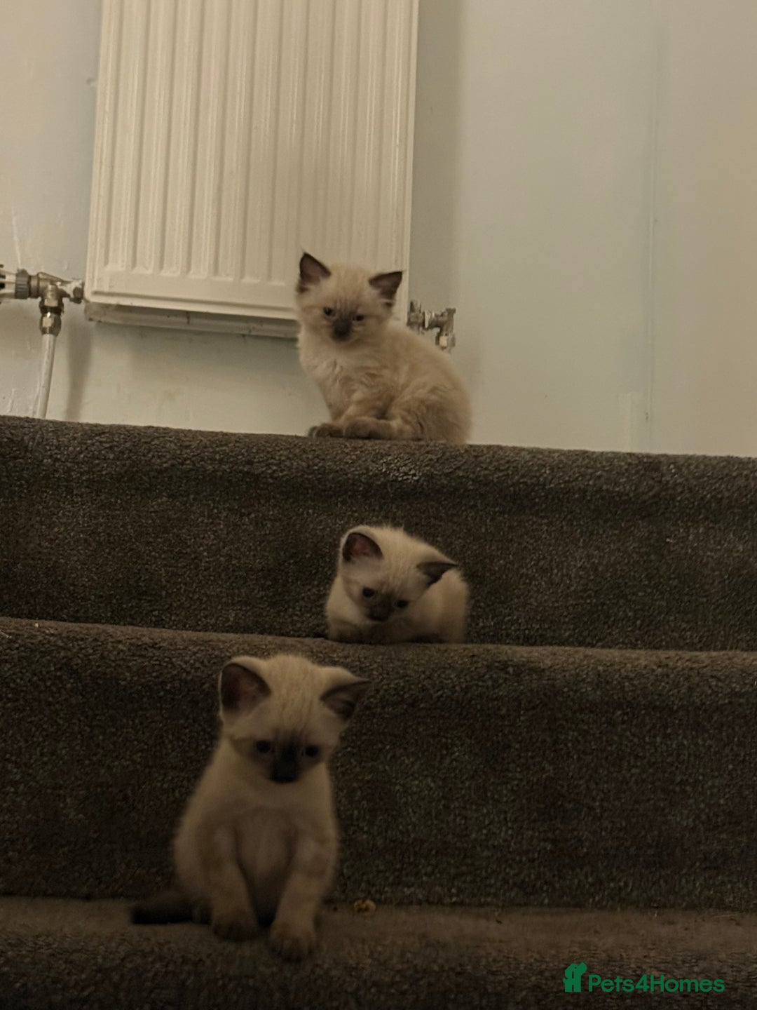Siamese cats for sale: 3 kittens and one older cat  - Image 2