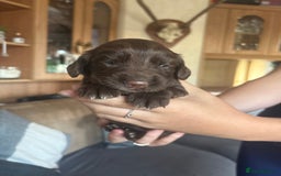 Sprocker dogs for sale: Sprocker puppies - Image 14