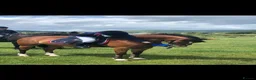 Welsh Section D horses for sale: Tyrllawn Rosetta  in Cardiff - Advert 5