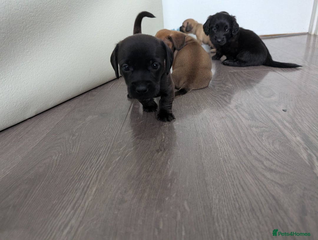Dachshund dogs for sale: Dachshund x puppies male 2x long haired  - Image 15