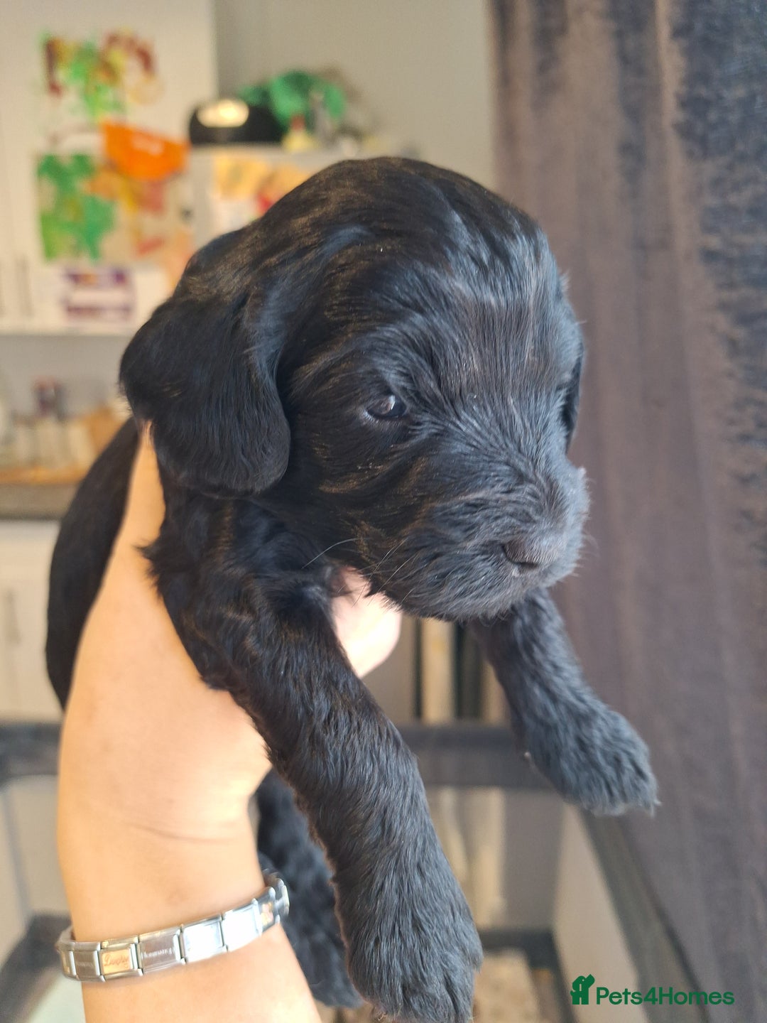 Sproodle dogs for sale: Sproodle Merle puppies  - Advert 12