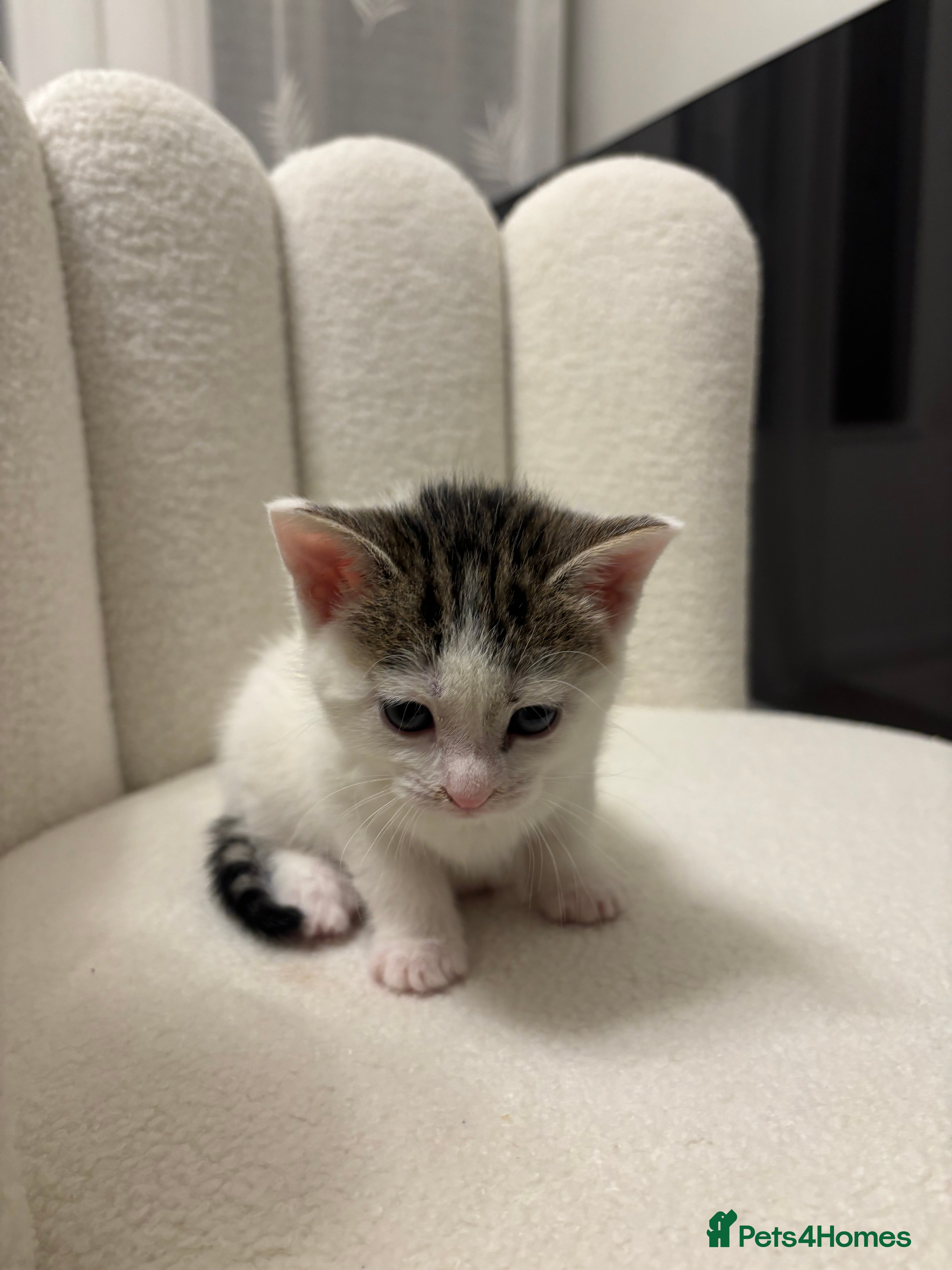 Mixed Breed cats Adorable Mixed-Breed White Kitten  in Peterborough - Advert 1