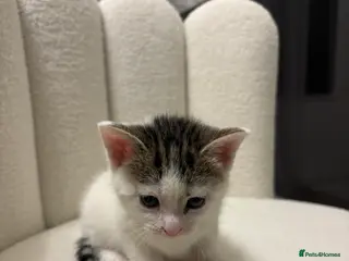 Mixed Breed cats Adorable Mixed-Breed White Kitten in Peterborough - Advert 1