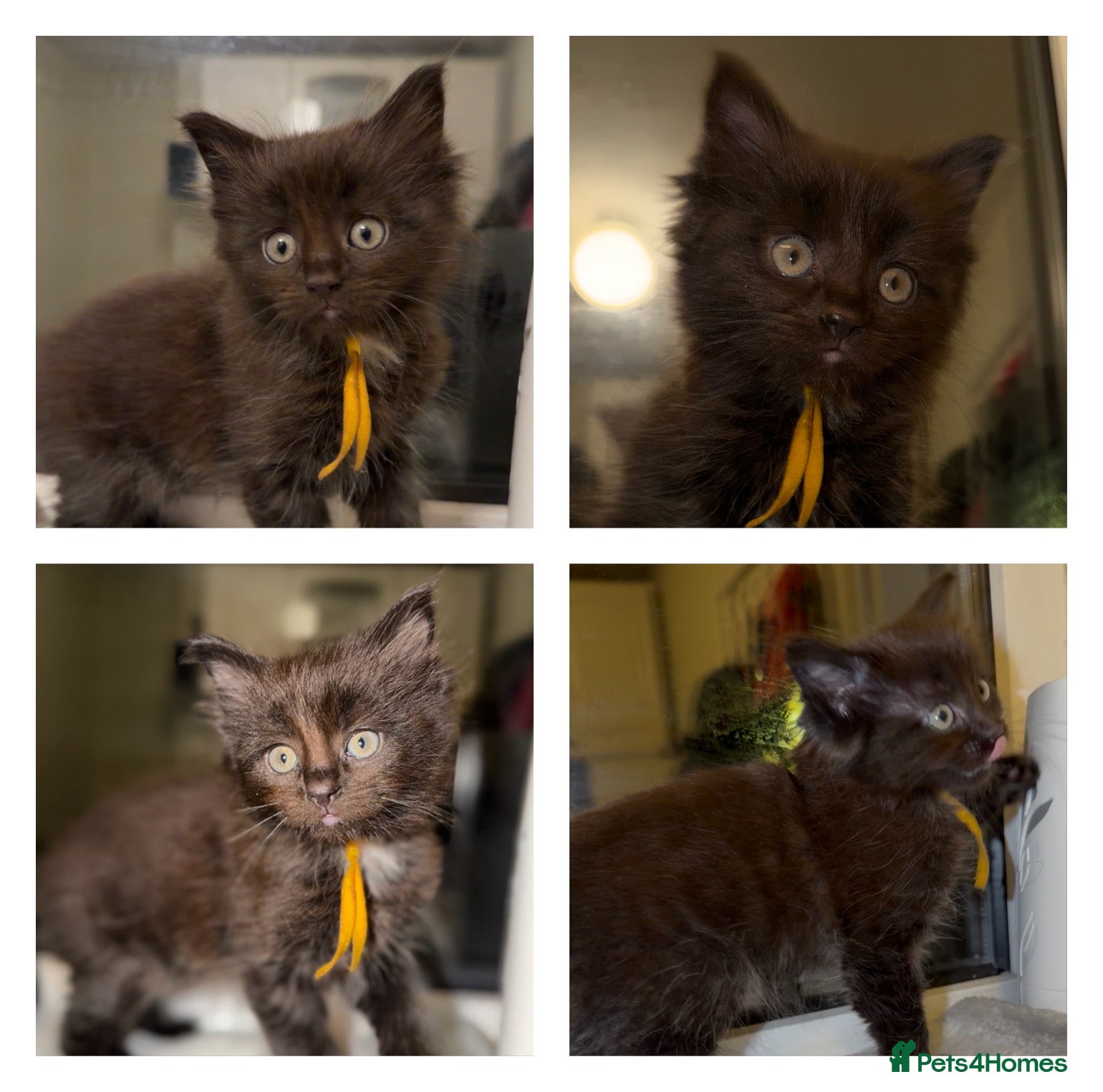 Ragdoll cats Ragdoll maincoon cross - Advert 11