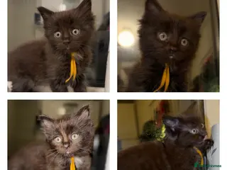 Ragdoll cats Ragdoll maincoon cross - Advert 11