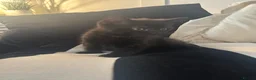 Mixed Breed cats for sale: Gorgeous kittens - Advert 9