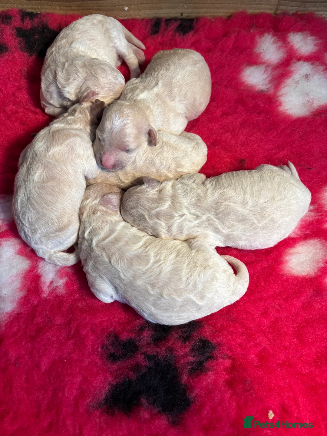 Poochon dogs for sale: One boy remaining - Advert 16