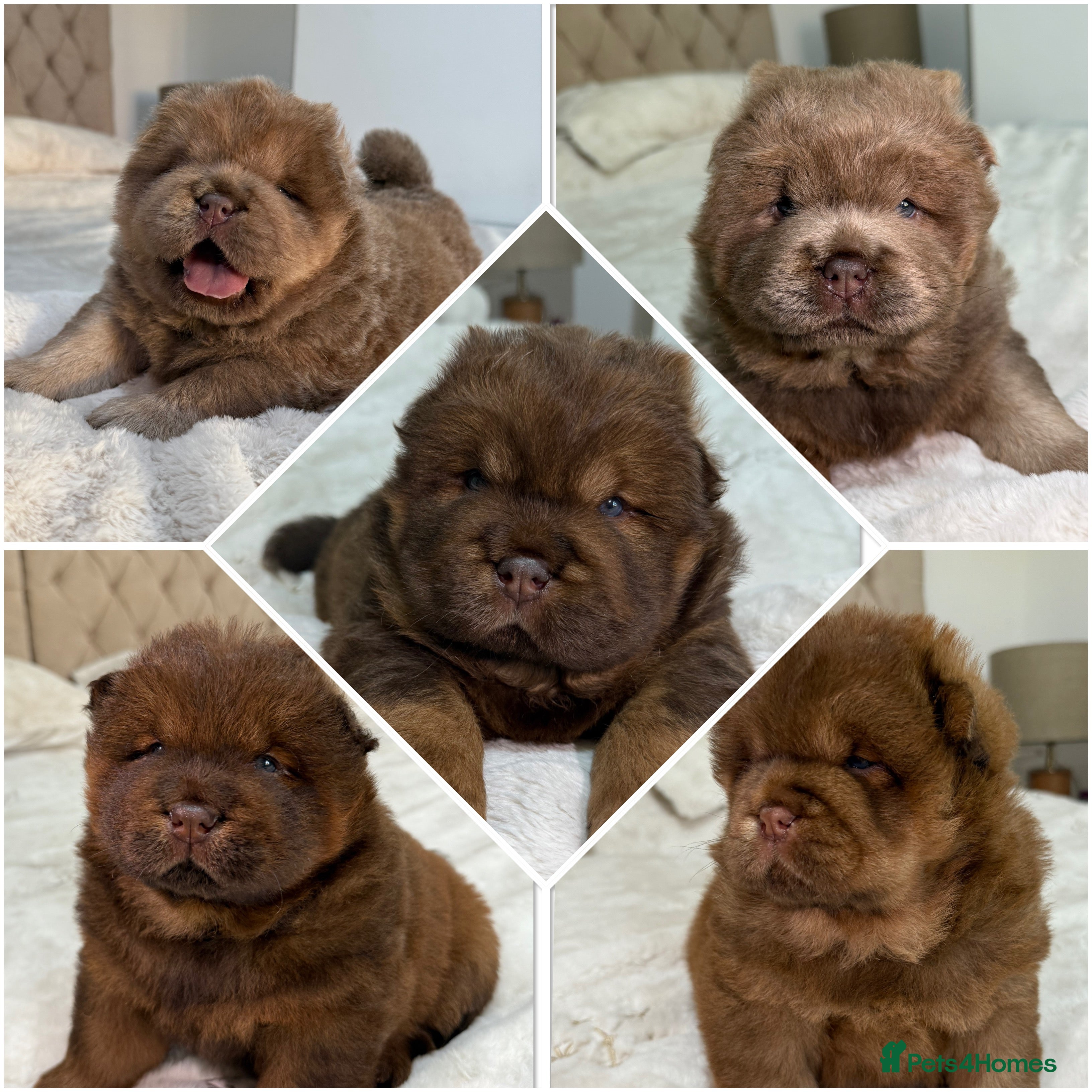Chow Chow dogs Beautiful chow litter KC registered 🧬💜🍫 - Advert 2