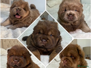 Chow Chow dogs Beautiful chow litter KC registered 🧬💜🍫 - Advert 11