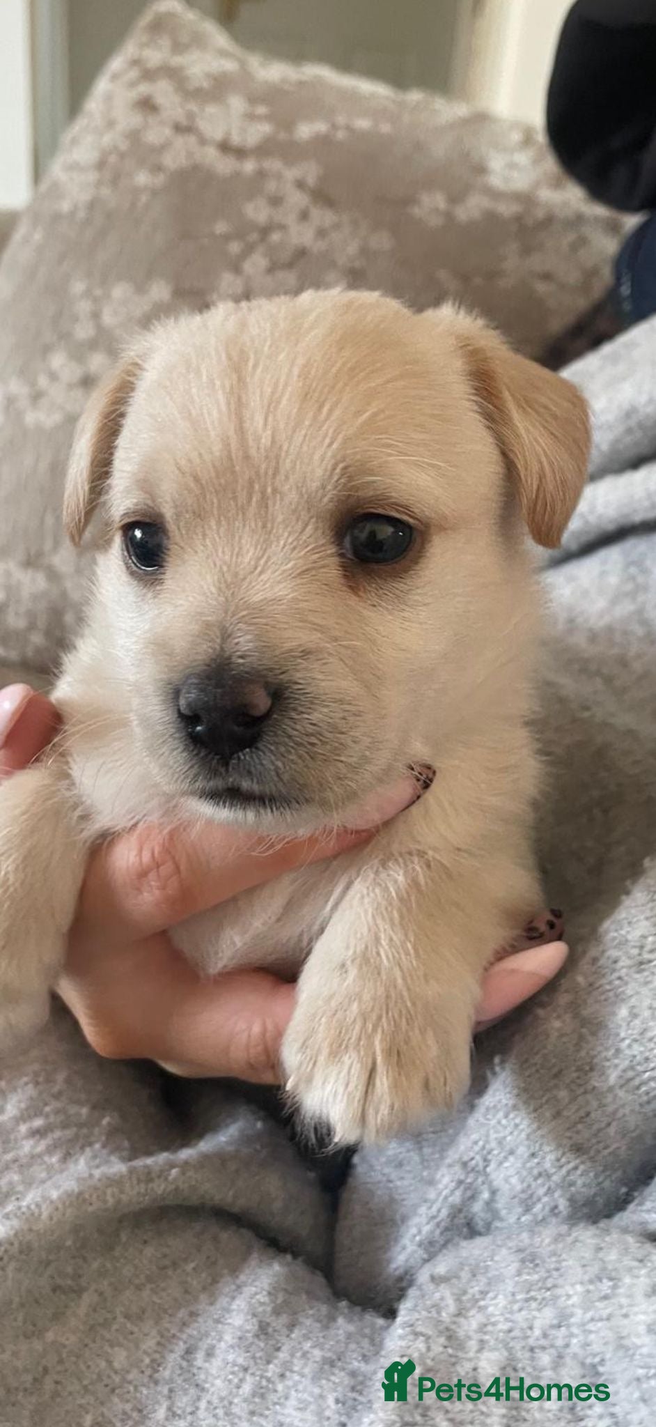 Maltipoo dogs Beautiful Litter of Four Puppies - Advert 1