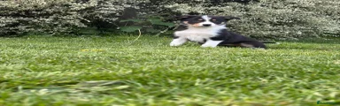 Border Collie Puppy 5