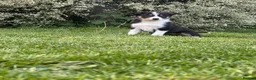 Border Collie dogs for sale: Border collie puppies.  - Advert 8