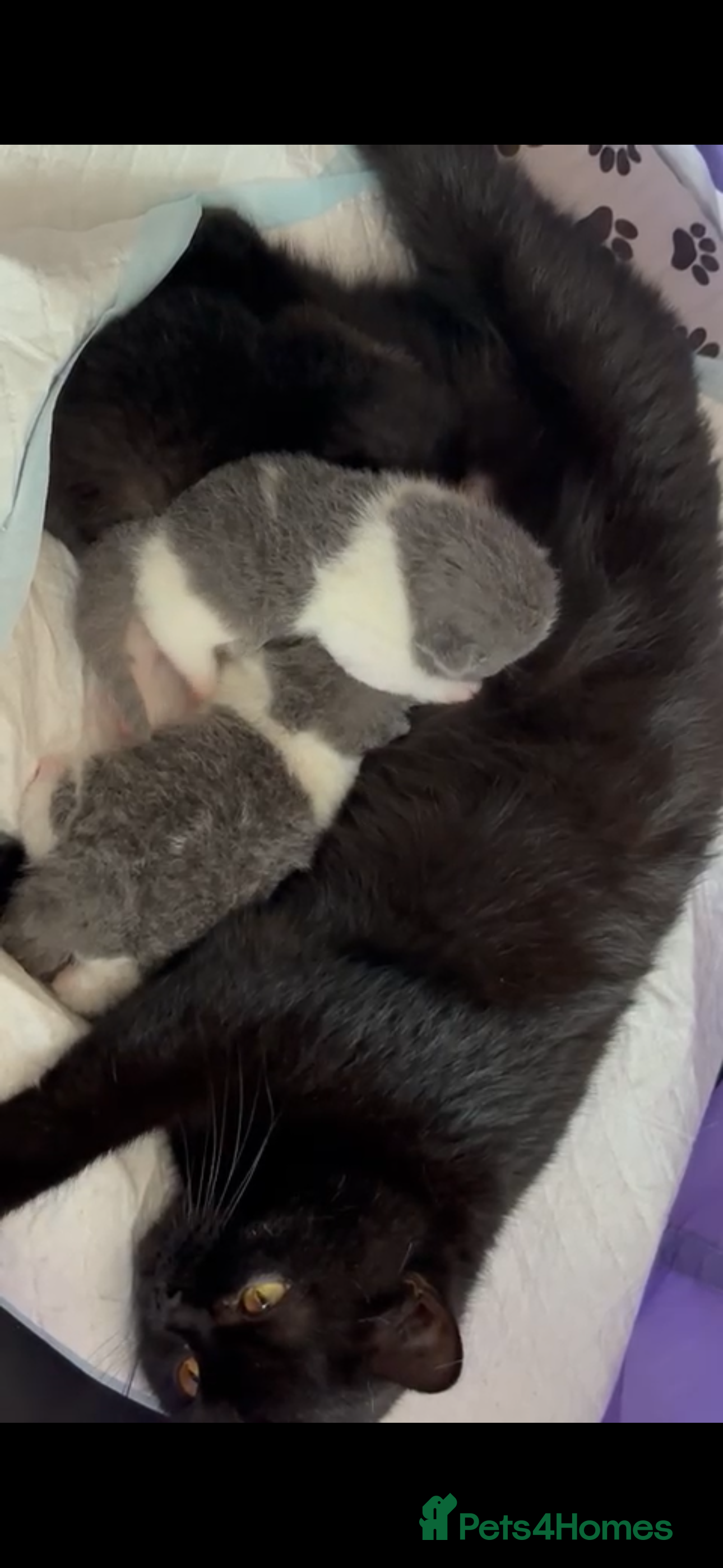 British Shorthair cats 😻 Beautiful Bsh Kittens  GCCF Registered 😻 - Advert 1