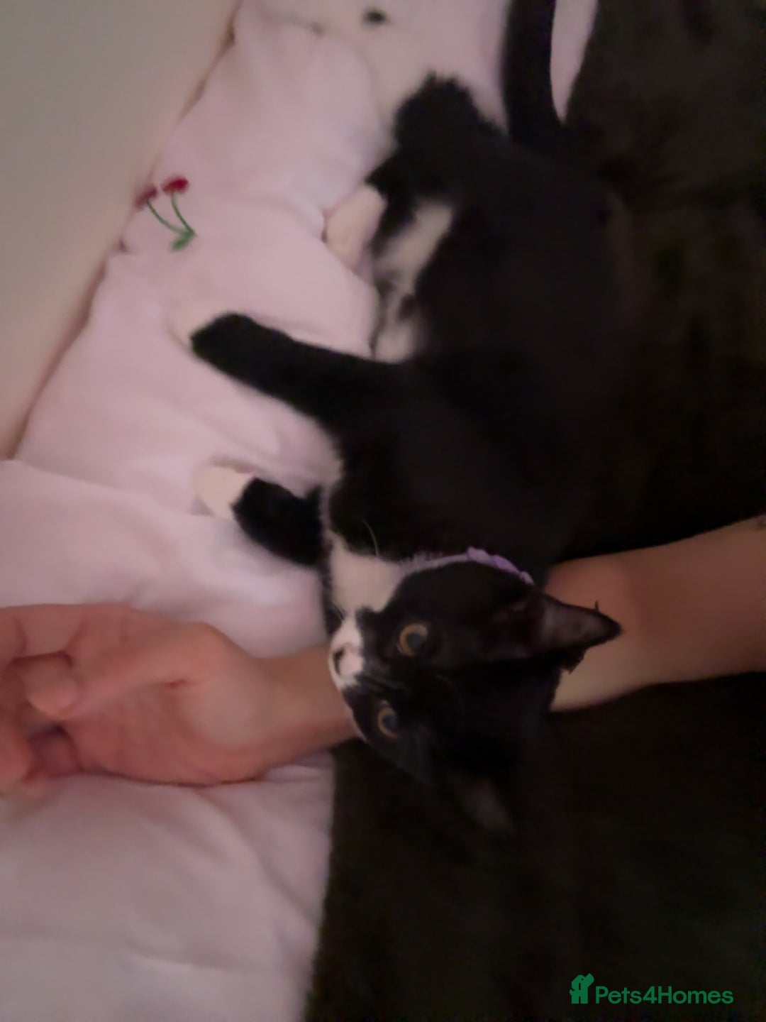 Domestic Shorthair cats for sale: 5month old female kitten - Advert 3