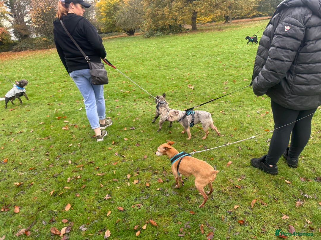 Miniature Pinscher dogs for adoption: Our little pensioner is searching for a family  - Image 4