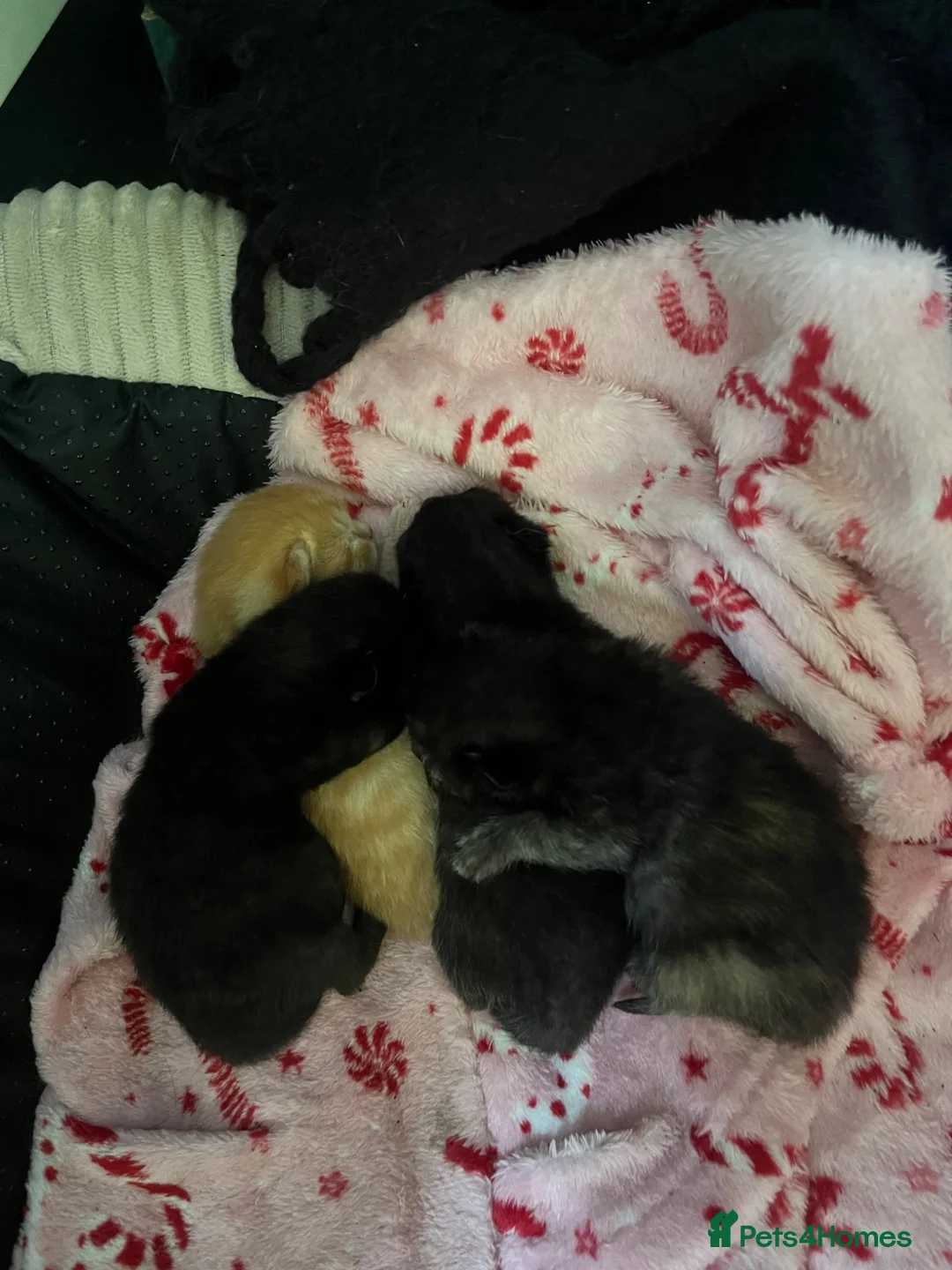 Mixed Breed cats for sale: Gorgeous kittens  in Leicester - Advert 2