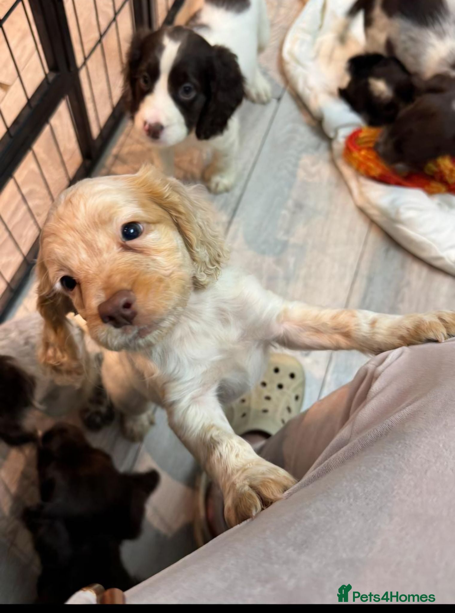 Cocker Spaniel dogs KC registered, fully health tested working cockers - Advert 1
