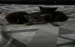 Maine Coon cats for sale: Reserve your dream kitten now - Image 9