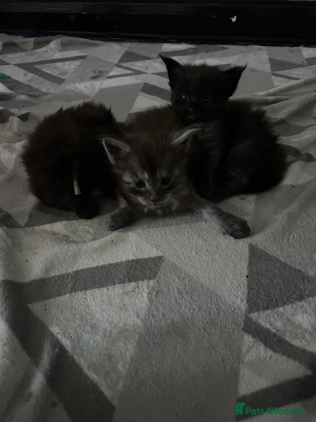 Maine Coon cats for sale: Reserve your dream kitten now - Image 9