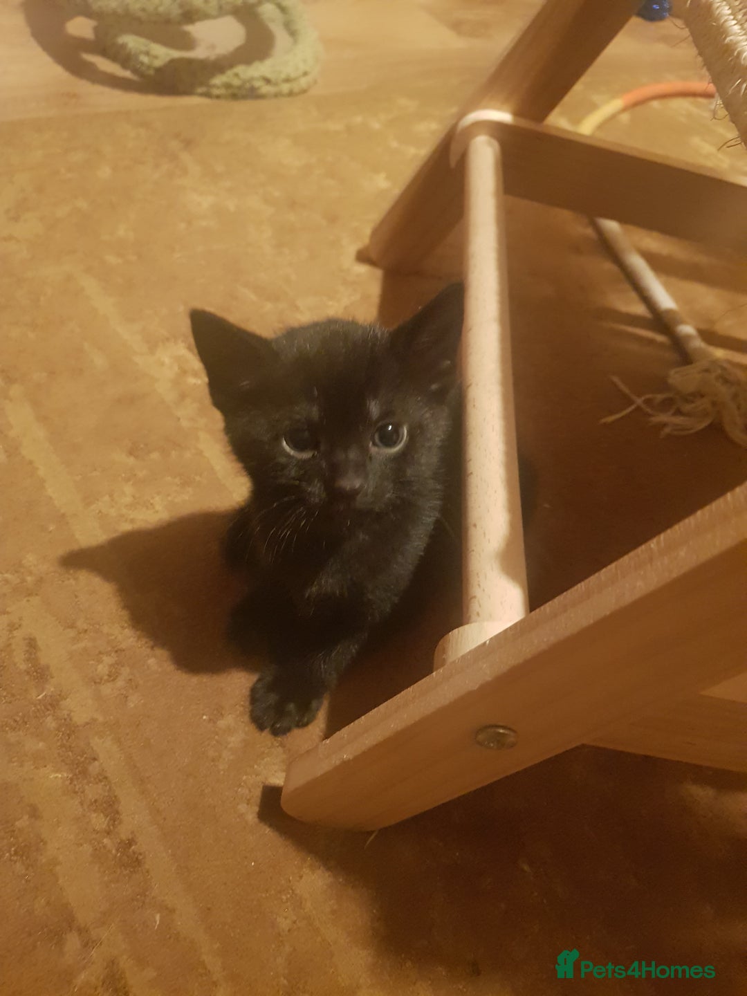 Mixed Breed cats for sale: 4 Beautiful kittens for sale - Image 5