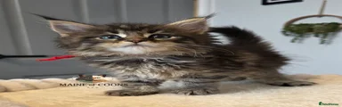 Maine Coon 11