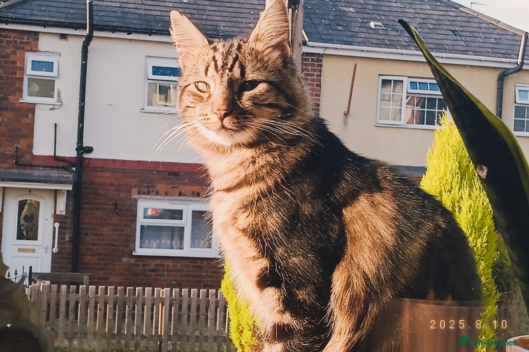 Mixed Breed cats for sale: Beautiful Young Male Cat - Image 4