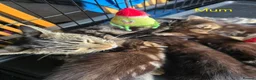 Mixed Breed cats for sale: Kittens looking for their forever homes - Advert 25