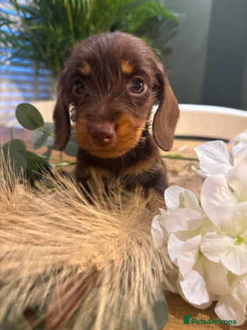 Miniature Dachshund dogs - Advert 3