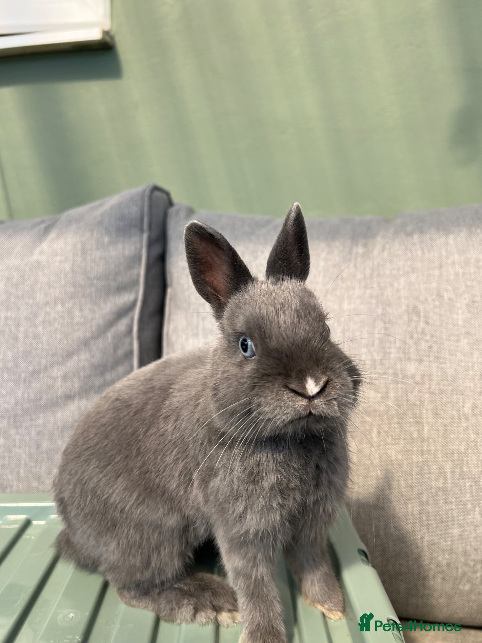 Netherland Dwarf rabbits Young Netherland Dwarf (Luna) looking for a home  - Advert 2