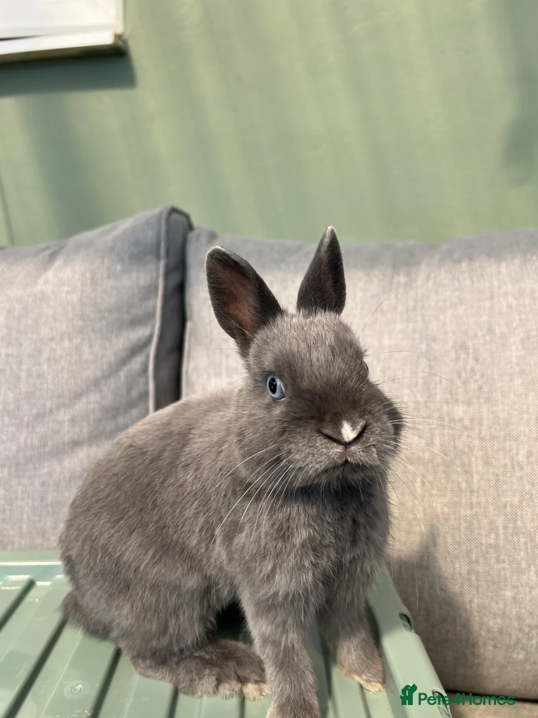 Netherland Dwarf rabbits for sale: Young Netherland Dwarf (Luna) looking for a home  - Advert 1