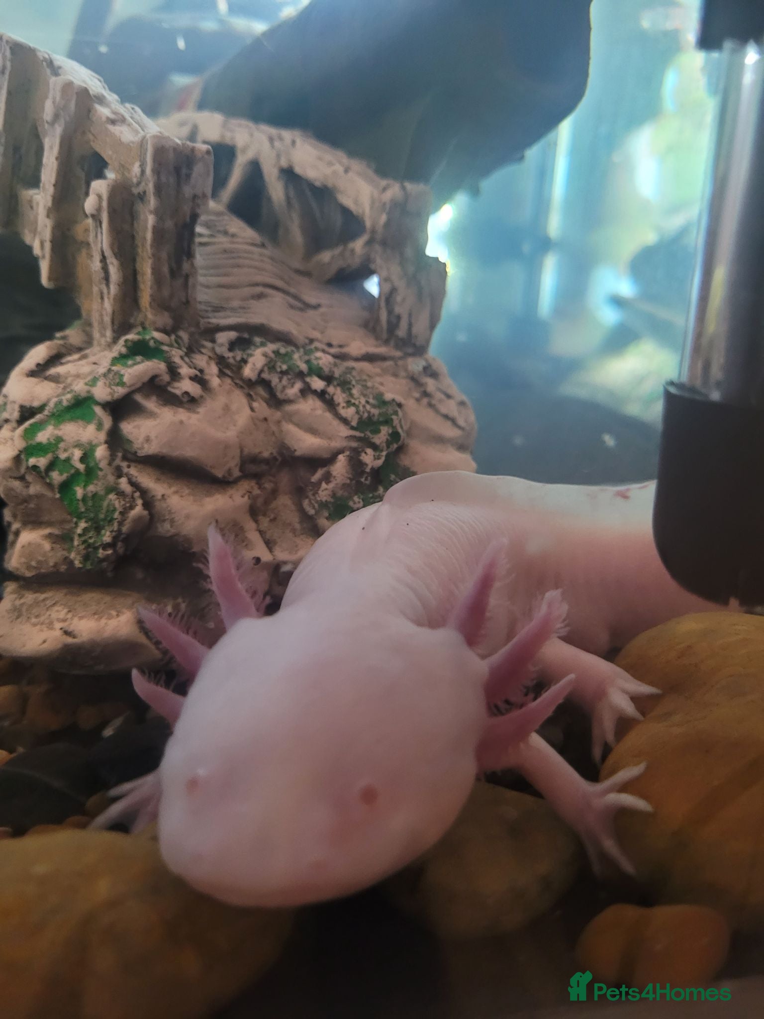 Axolotl reptiles 2 axolotls  - Advert 1