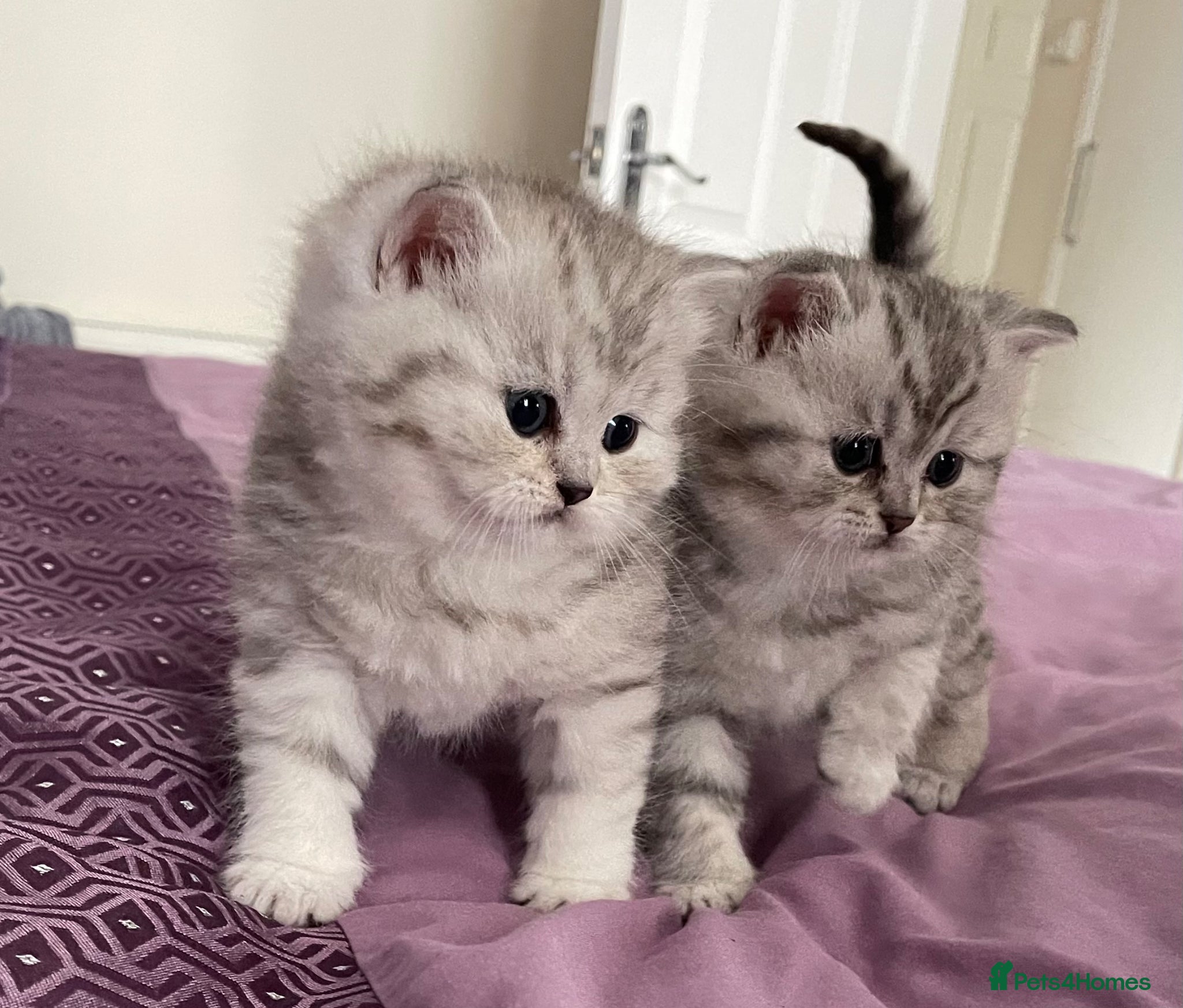 British Shorthair cats for sale: Gorgeous little munchkins - Advert 2