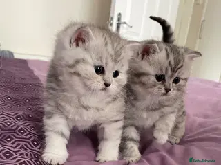 British Shorthair cats for sale: Gorgeous little munchkins - Advert 2