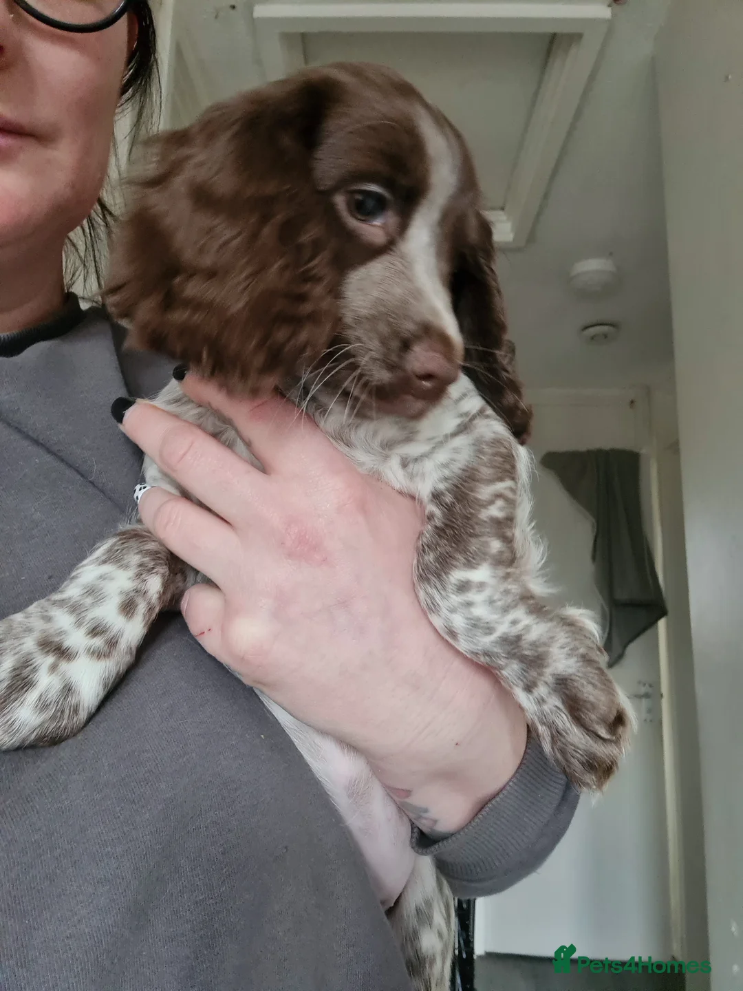 Cocker Spaniel dogs for sale: 5 Gorgeous Cockers ready now - Advert 2