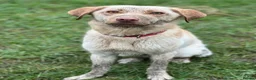Labrador Retriever dogs for sale: Rosie (Roo) - Advert 4