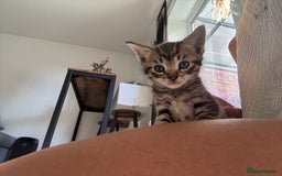 Mixed Breed cats for sale: 2 male ginger 2 female tabby  - Image 7
