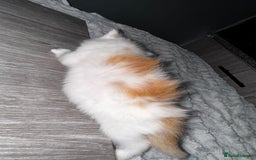 Mixed Breed cats for sale: 7 Mixed Kittens - Ginger, Tabby, Calico, White - Advert 25