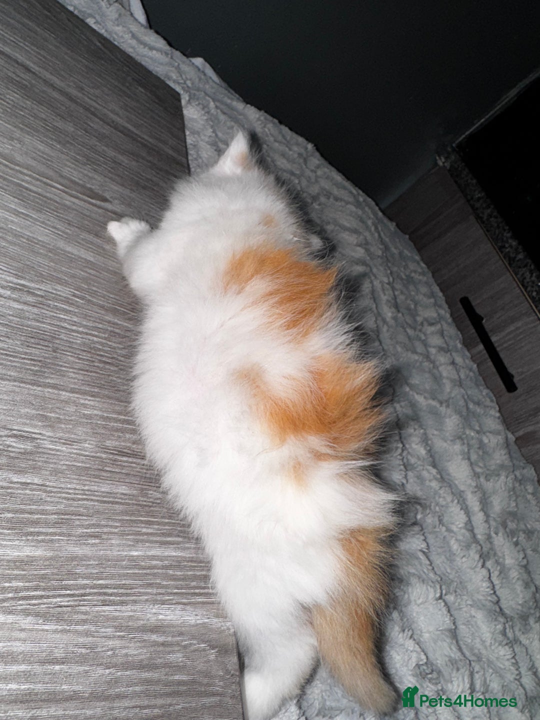 Mixed Breed cats for sale: 7 Mixed Kittens - Ginger, Tabby, Calico, White - Advert 25