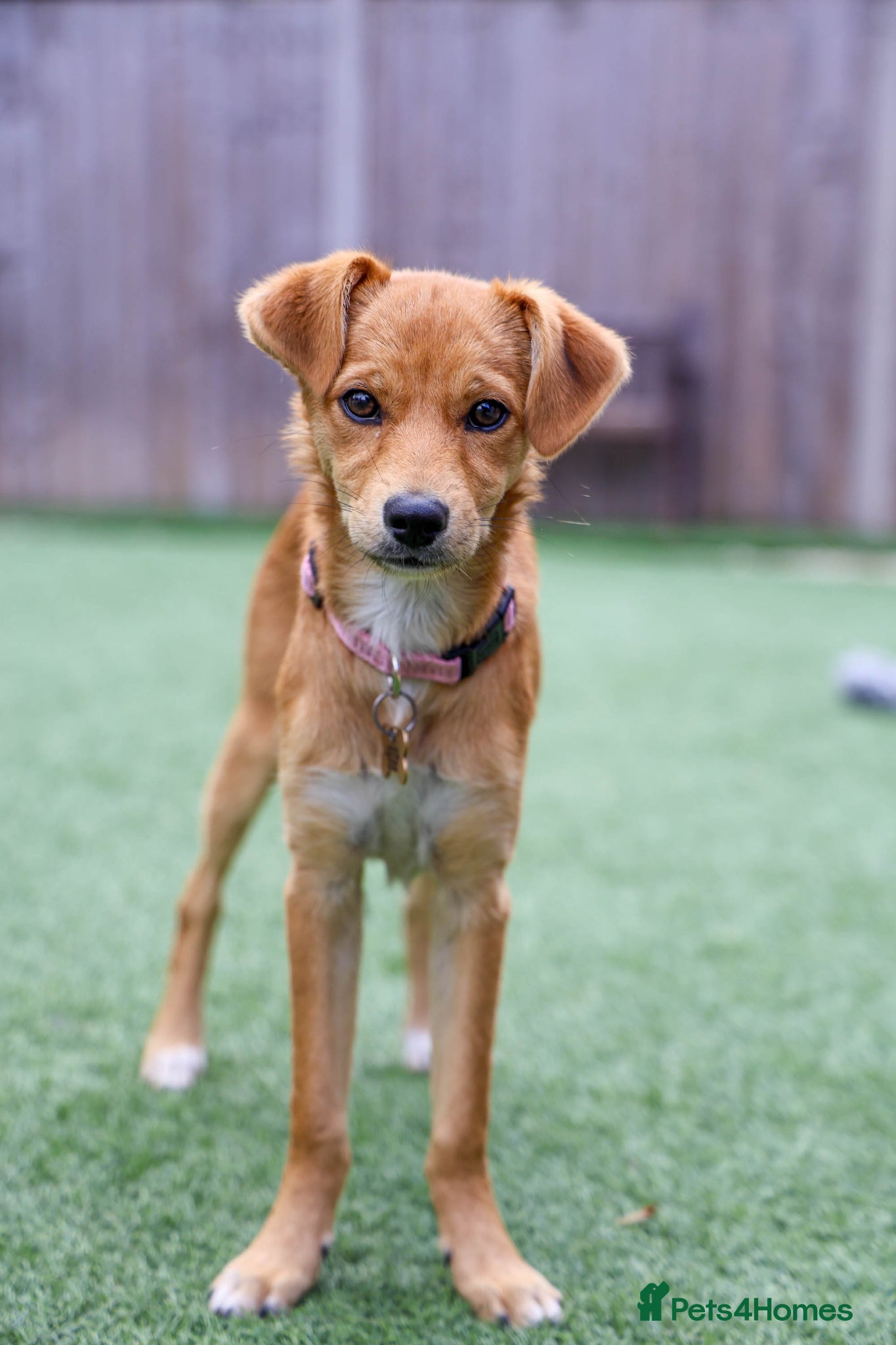 Mixed Breed dogs Terrific Trudy - Advert 1
