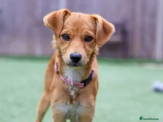 Mixed Breed dogs for adoption: Terrific Trudy - Advert 2